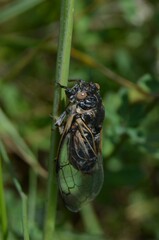 Cicadatra platyptera