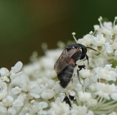 Hylaeus variegatus