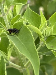 Aculeata