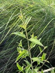 Verbena scabra