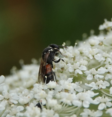 Hylaeus variegatus
