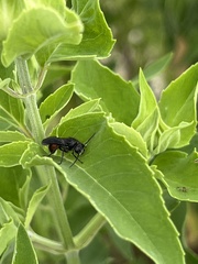 Aculeata