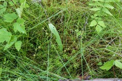 Platanthera clavellata