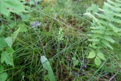 Platanthera clavellata