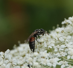 Hylaeus variegatus