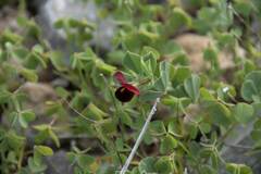 Lotus tetragonolobus