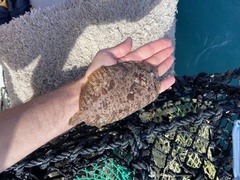 Zeugopterus punctatus