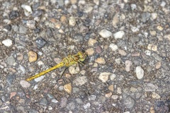 Sympetrum vulgatum
