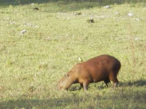 Hydrochoerus hydrochaeris
