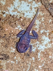 Oophaga pumilio