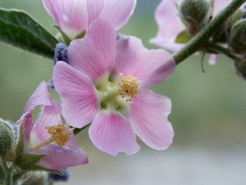 narrowleaf globemallow