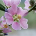 Sphaeralcea angustifolia - Photo (c) letebile, μερικά δικαιώματα διατηρούνται (CC BY-NC-ND), uploaded by letebile