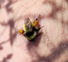 Bombus armeniacus