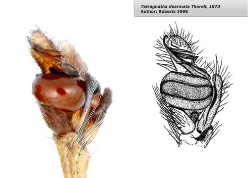 Tetragnatha dearmata