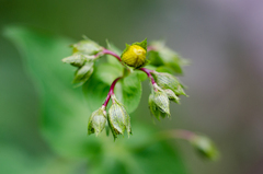 Hypericum richeri burseri