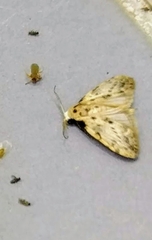 Manoba punctilineata