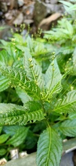 Mercurialis leiocarpa
