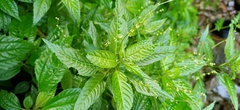 Mercurialis leiocarpa