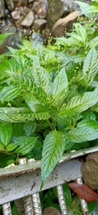 Mercurialis leiocarpa