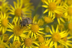 Eristalis tenax