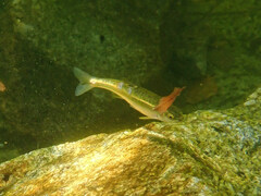 Phoxinus septimaniae