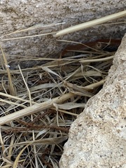 Acrida ungarica