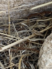 Acrida ungarica