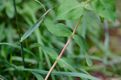 Hypericum richeri burseri