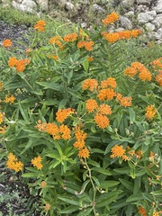 Asclepias tuberosa