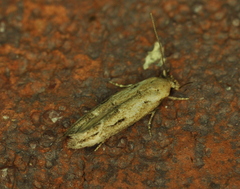 Mompha brevivittella
