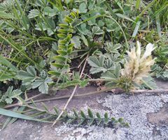 Astragalus inopinatus