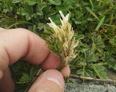 Astragalus inopinatus