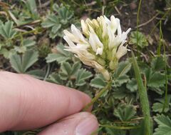 Astragalus inopinatus