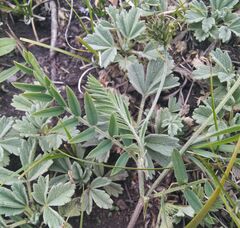Astragalus inopinatus