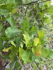 Curatella