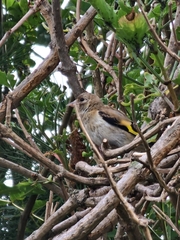 Carduelis carduelis