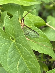 Hexagenia limbata