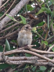 Carduelis carduelis