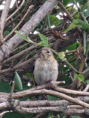 Carduelis carduelis