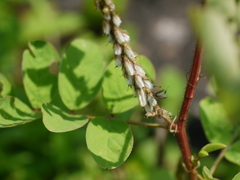 Indigofera astragalina
