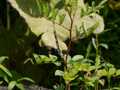 Indigofera astragalina