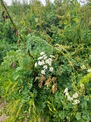 Chaerophyllum prescottii