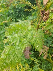Chaerophyllum prescottii