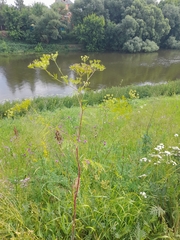 Chaerophyllum prescottii