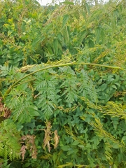 Chaerophyllum prescottii