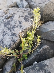 Cochlearia groenlandica