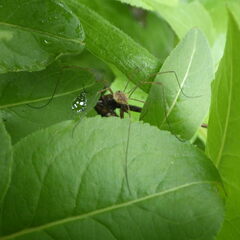 Rilaena triangularis
