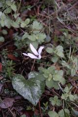 Cyclamen creticum