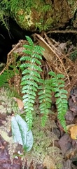 Polystichum piceopaleaceum