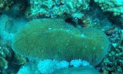 Ctenactis crassa
